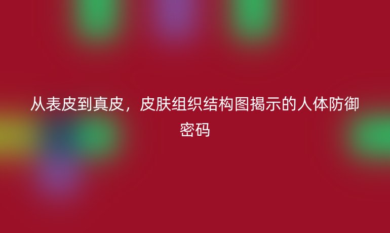 從表皮到真皮，皮膚組織結構圖揭示的人體防御密碼